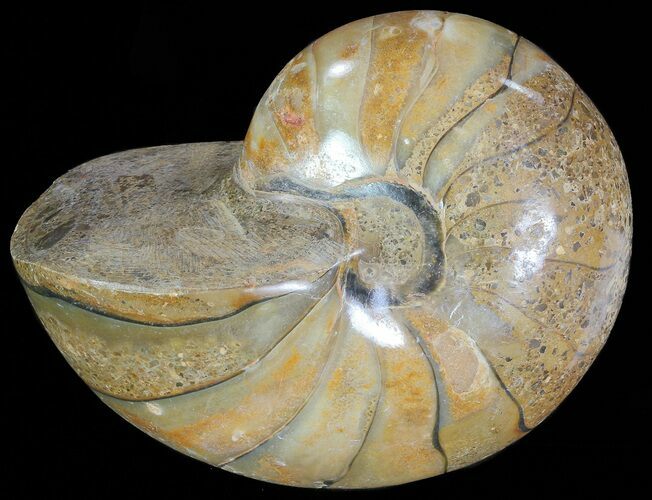 Polished Nautilus Fossil - Madagascar #67908